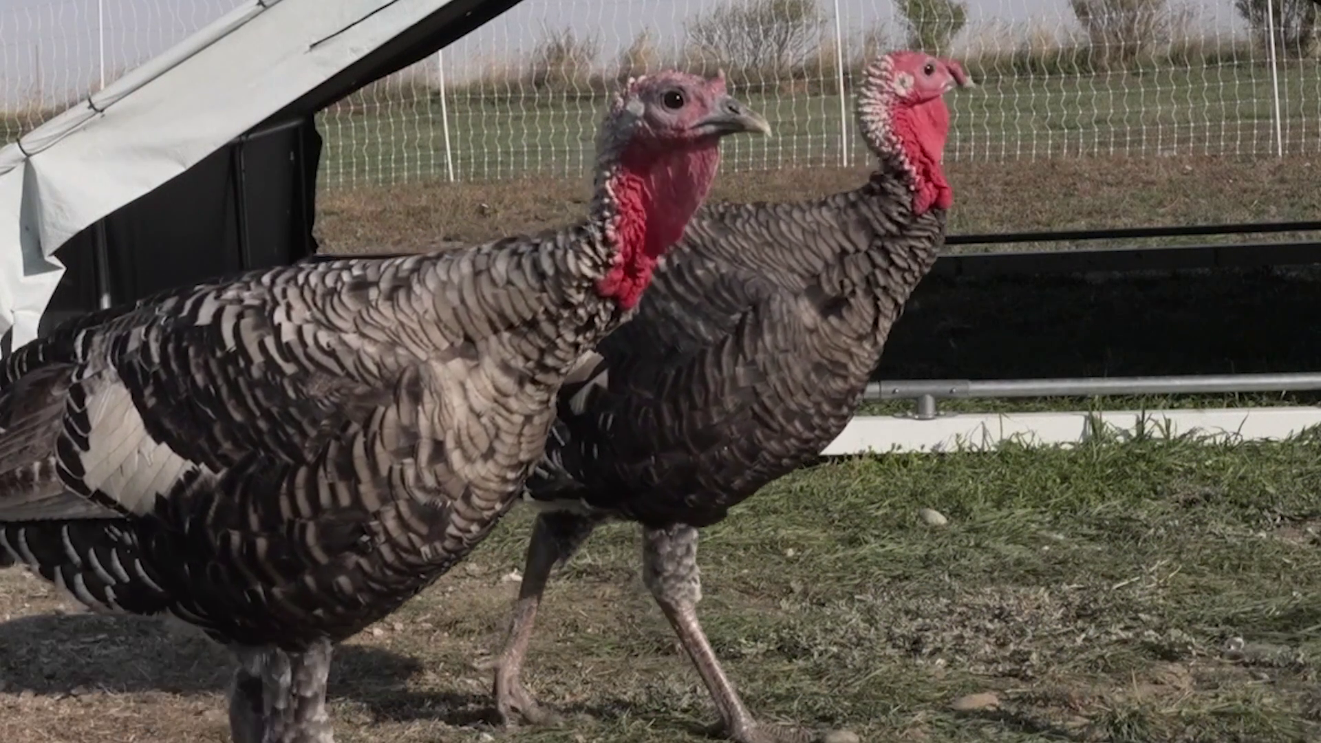 turkeys.jpg