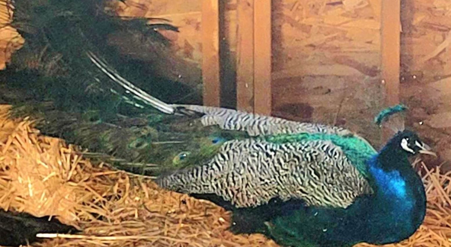 peacock4.JPG