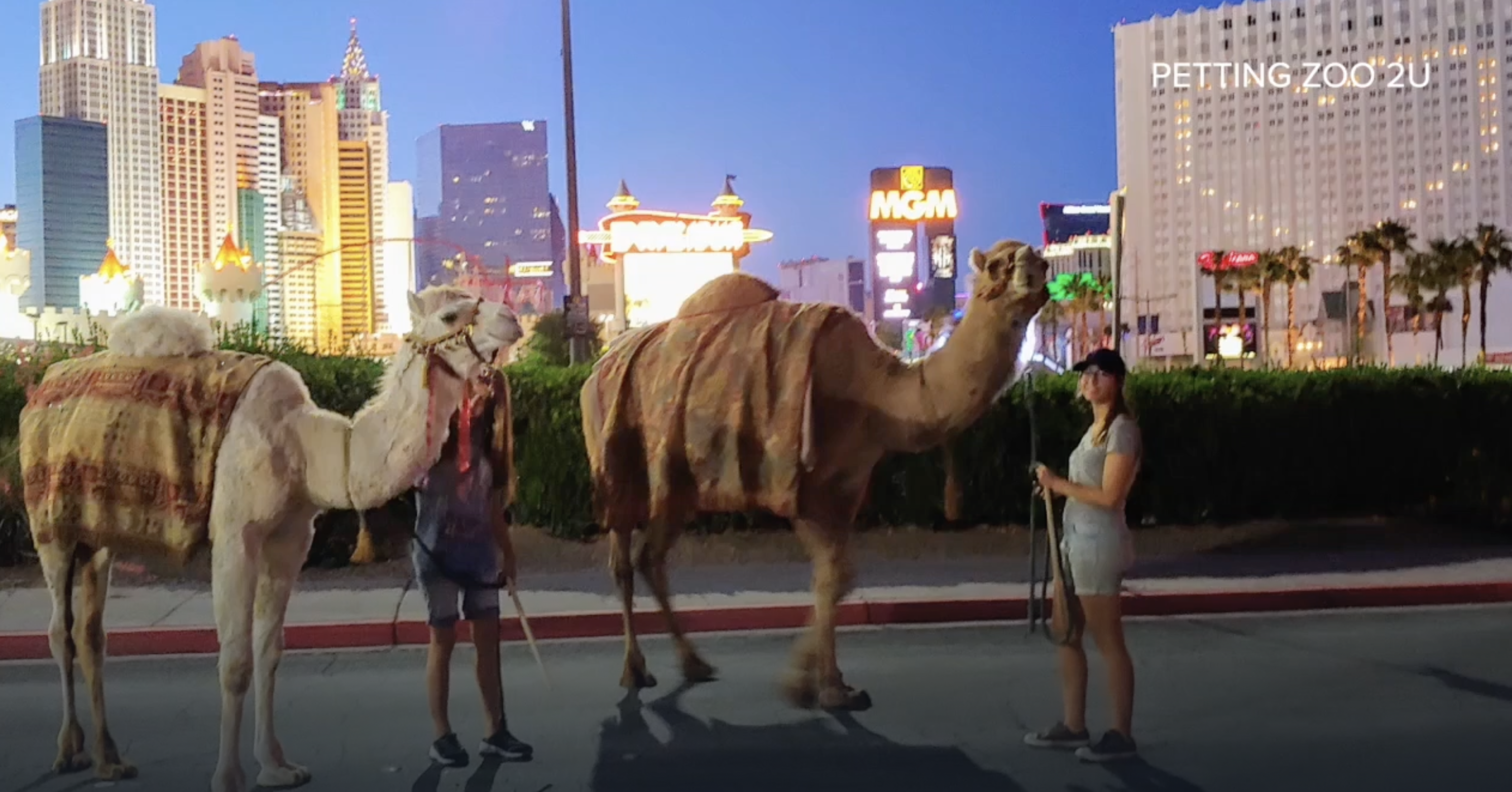 Unanimous decision: Henderson woman keeps camels after fight with the city 