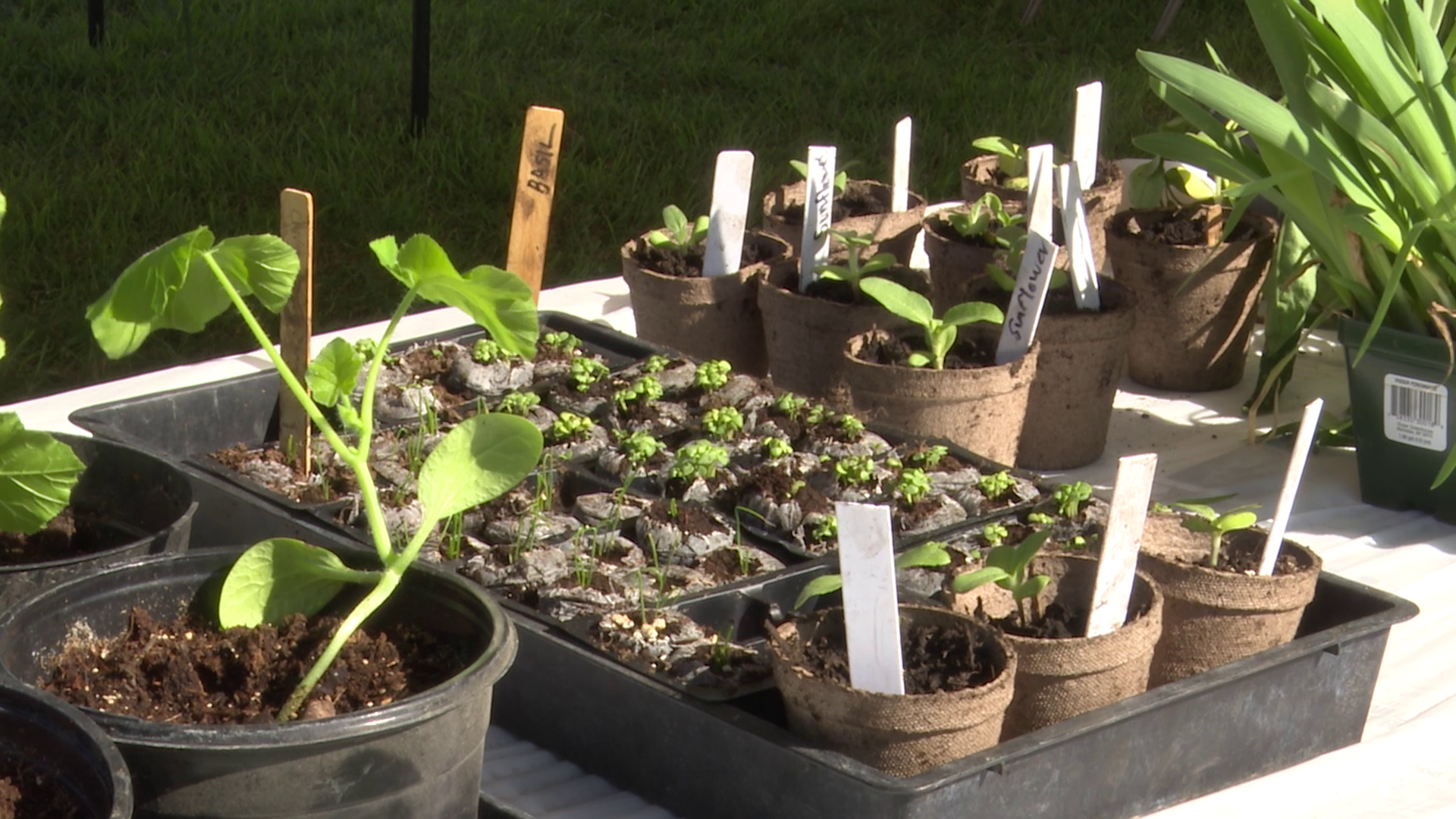 Chouteau County Cancer Support Group hosts flower sale