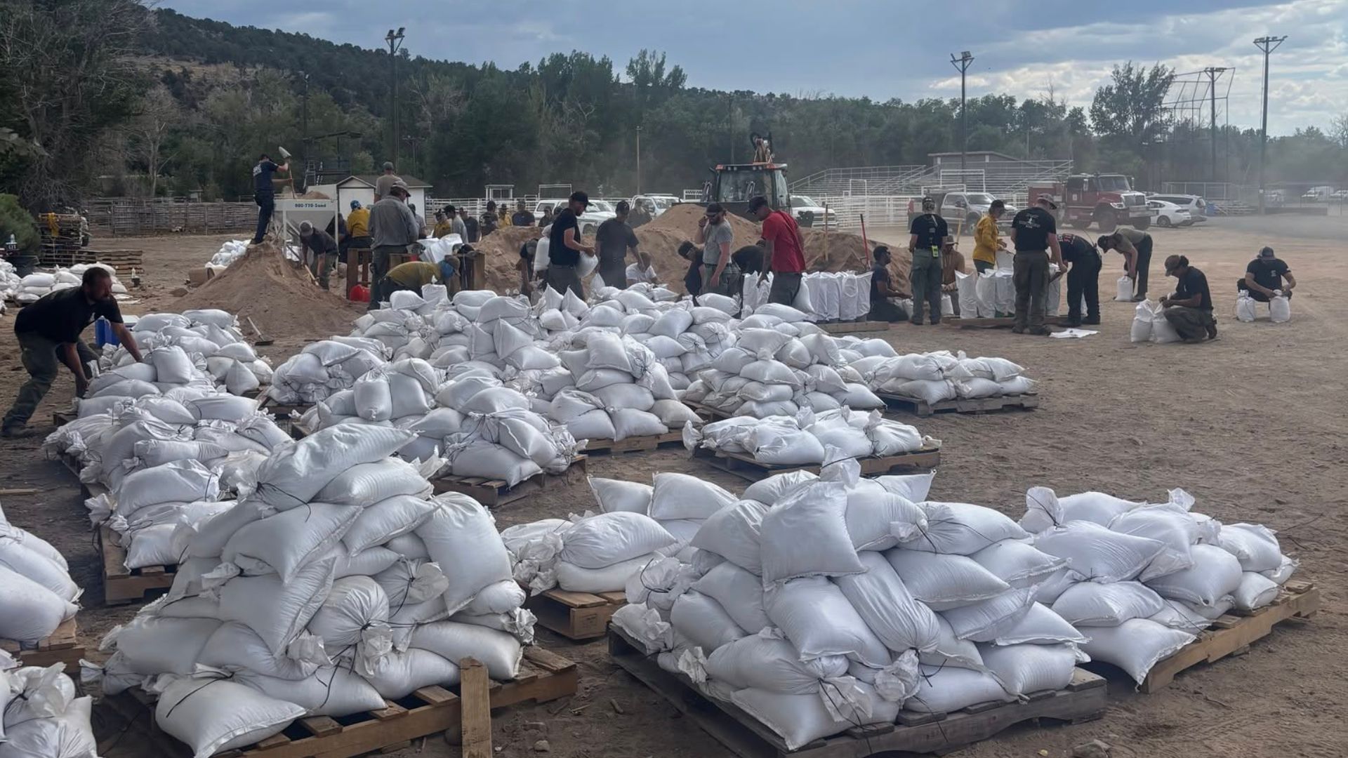 beaver cottonwood sandbagging (3).jpg