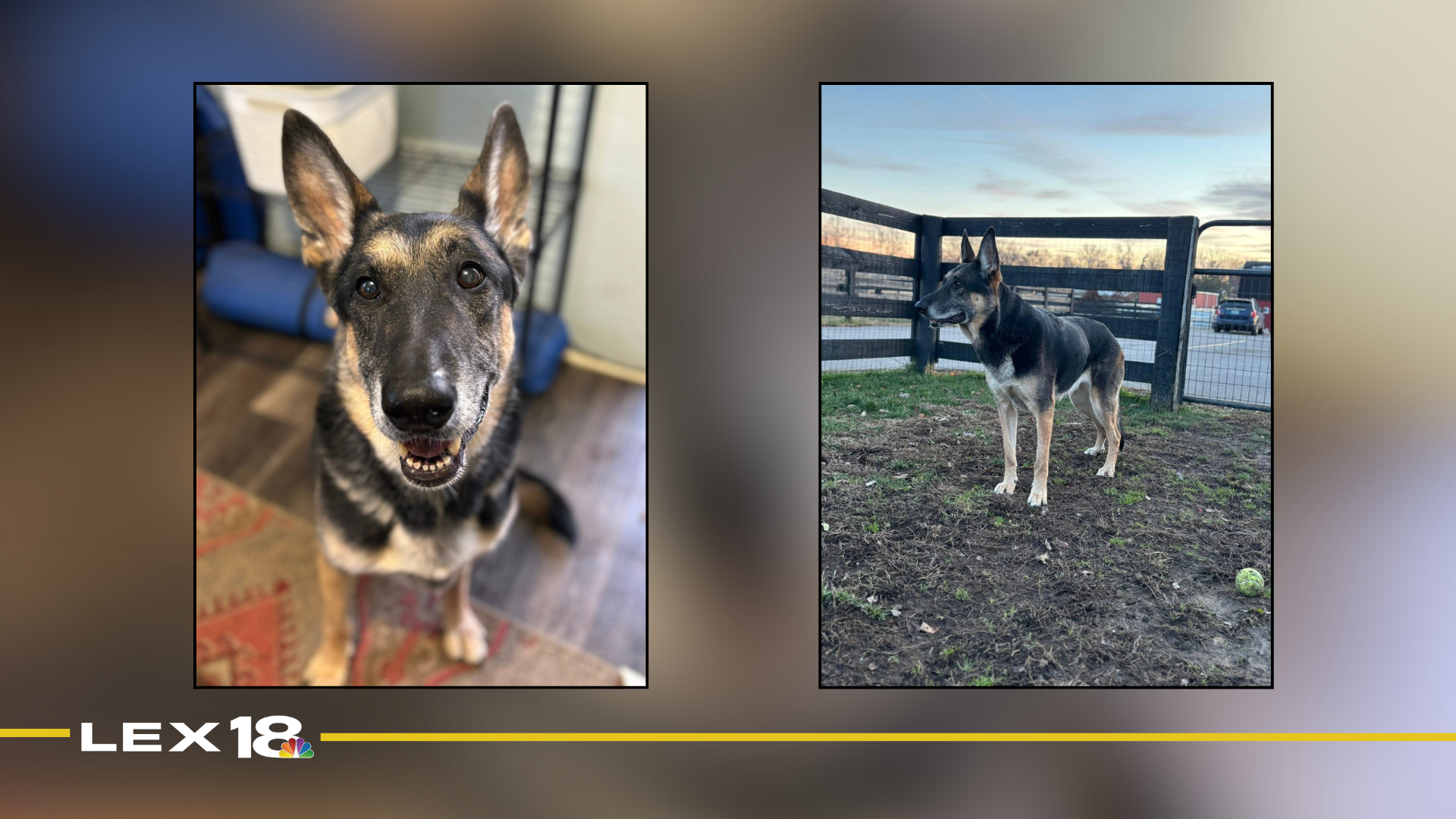 mugshot template  - 2025-12-12T123357.554.png