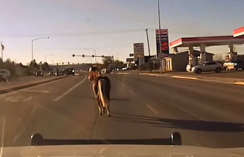 Pony on the run in Great Falls