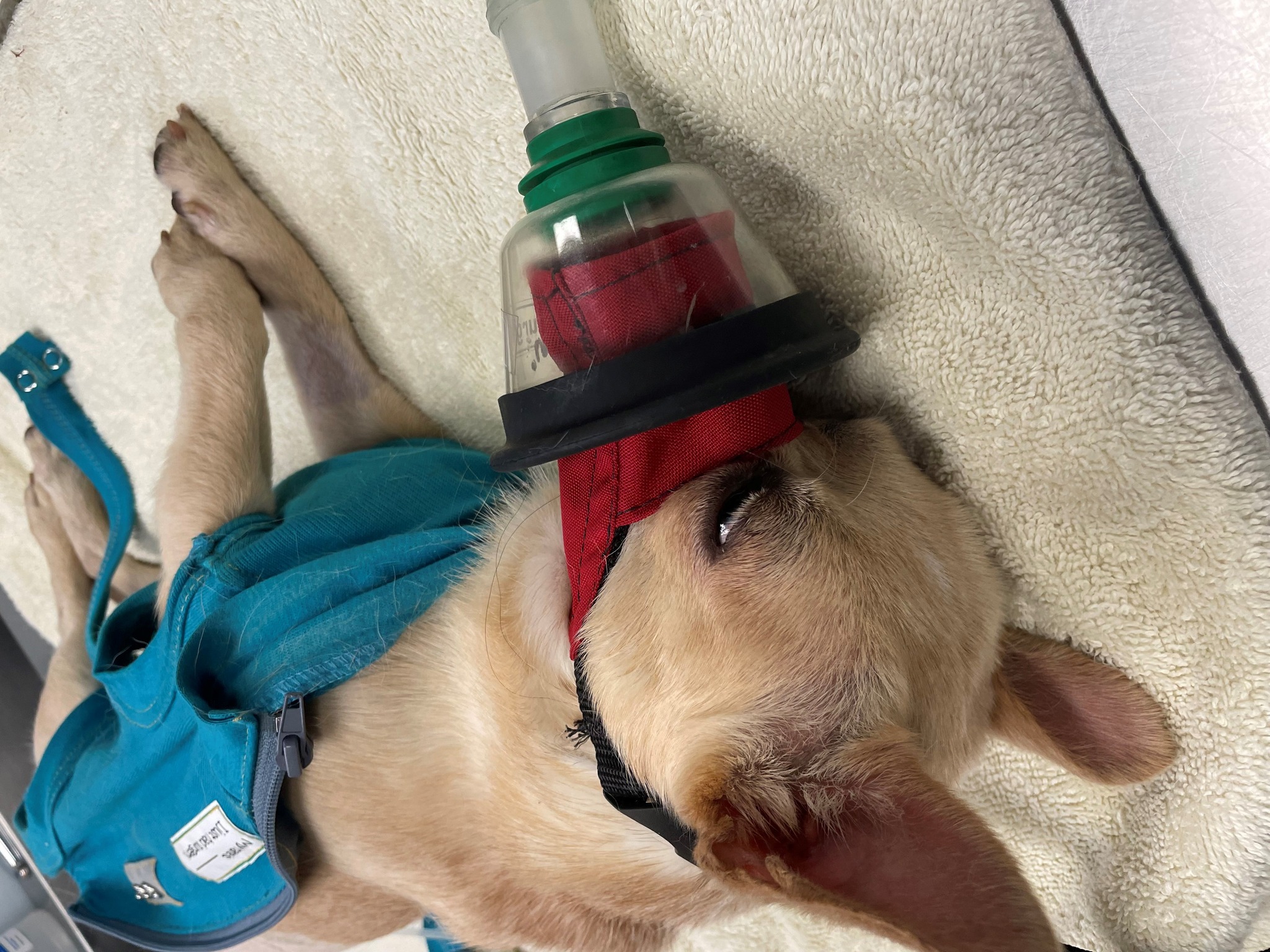 Chihuahua with medical needs Palm Beach County Animal Care and Control 03192024.jpg