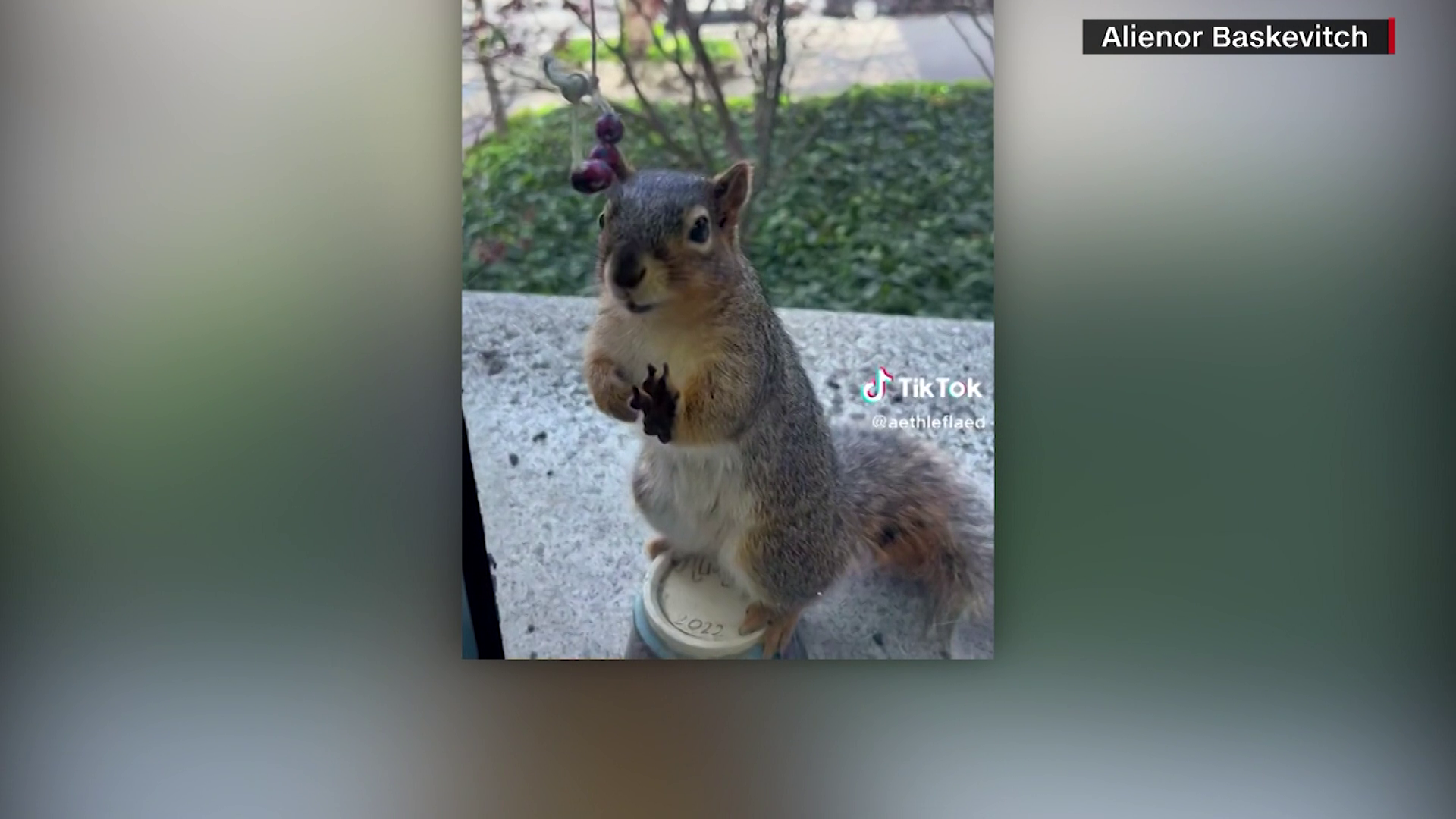 Squirrel goes viral