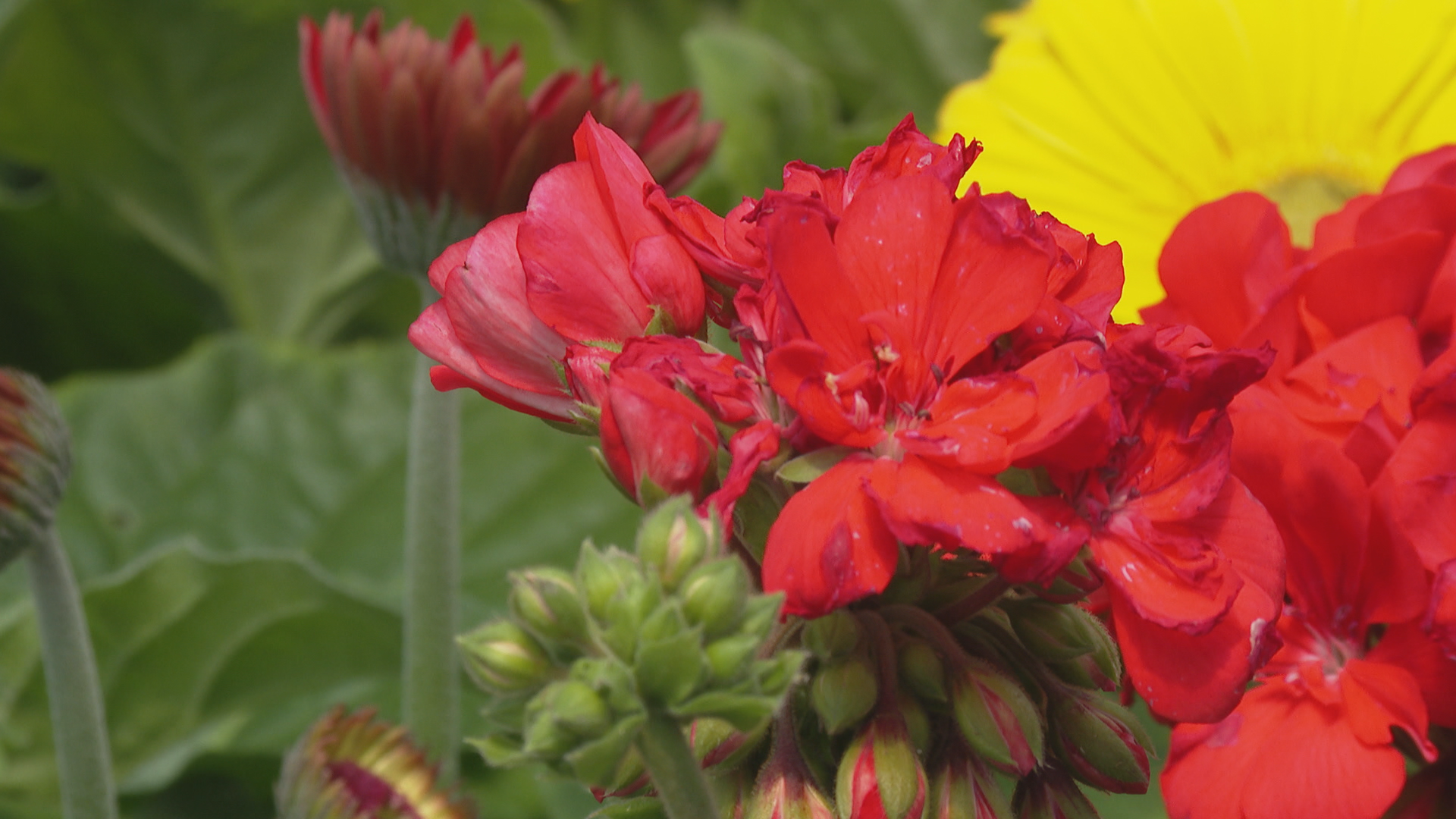 Apple Valley Greenhouses say more and more young people are gardening since the pandemic hit