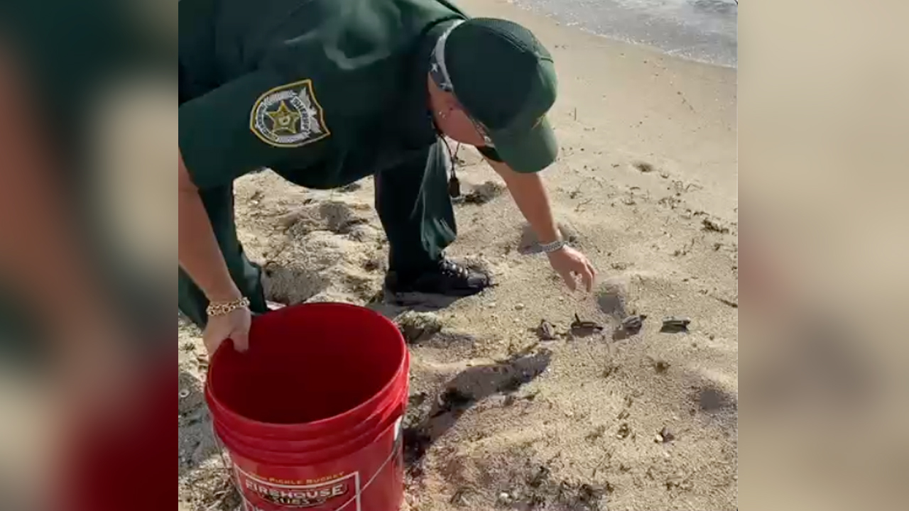A Palm Beach County releases four sea turtle hatchings on South Palm Beach after they were headed toward the road on July 19, 2023.