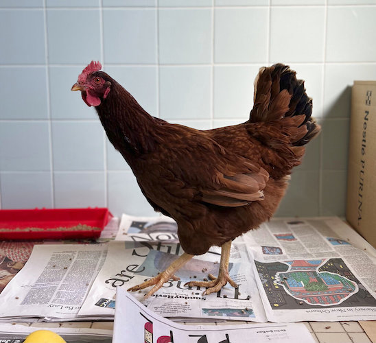 ODD Wandering Chicken Pentagon
