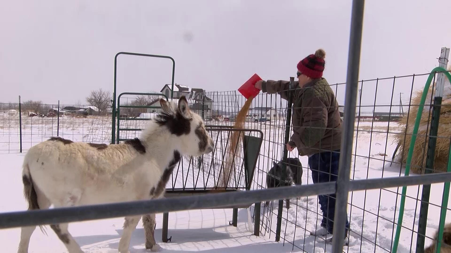 Cascade County couple runs a "hobby ranch"