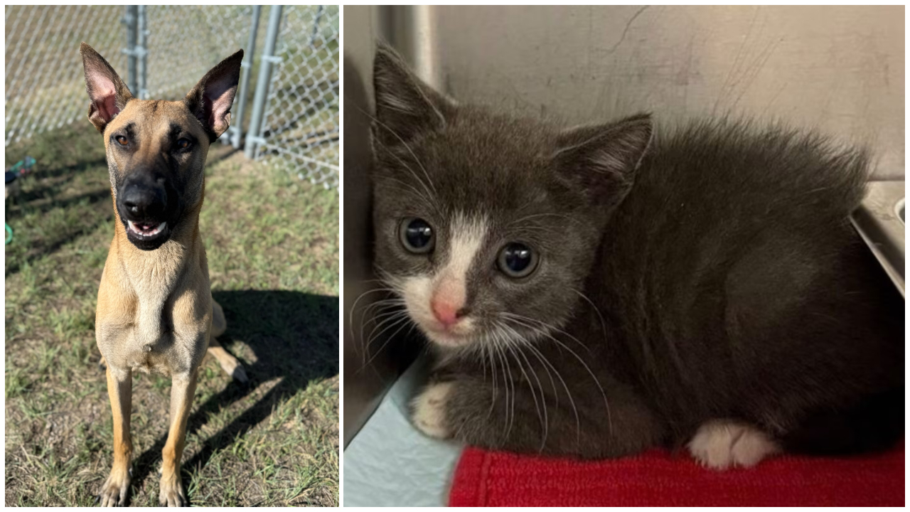 Pets Of The Week: Claus and Clayton