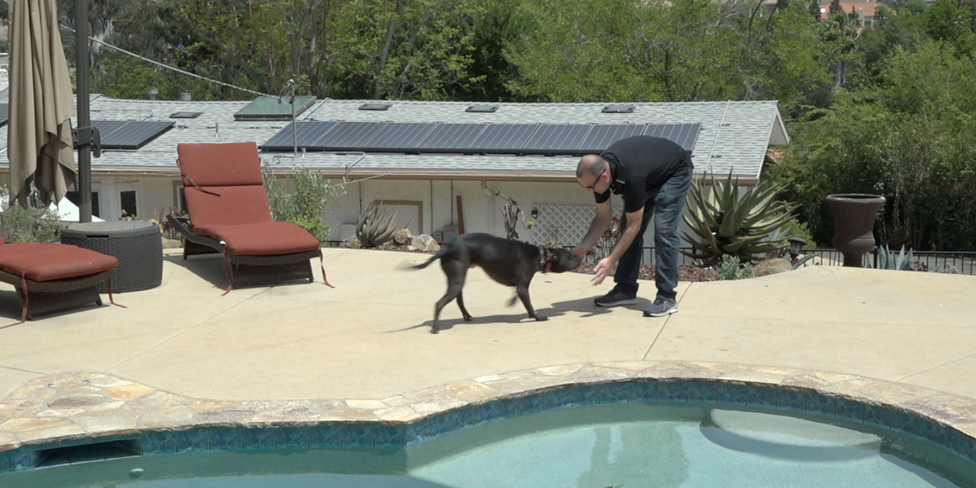 dogs on deployment.png