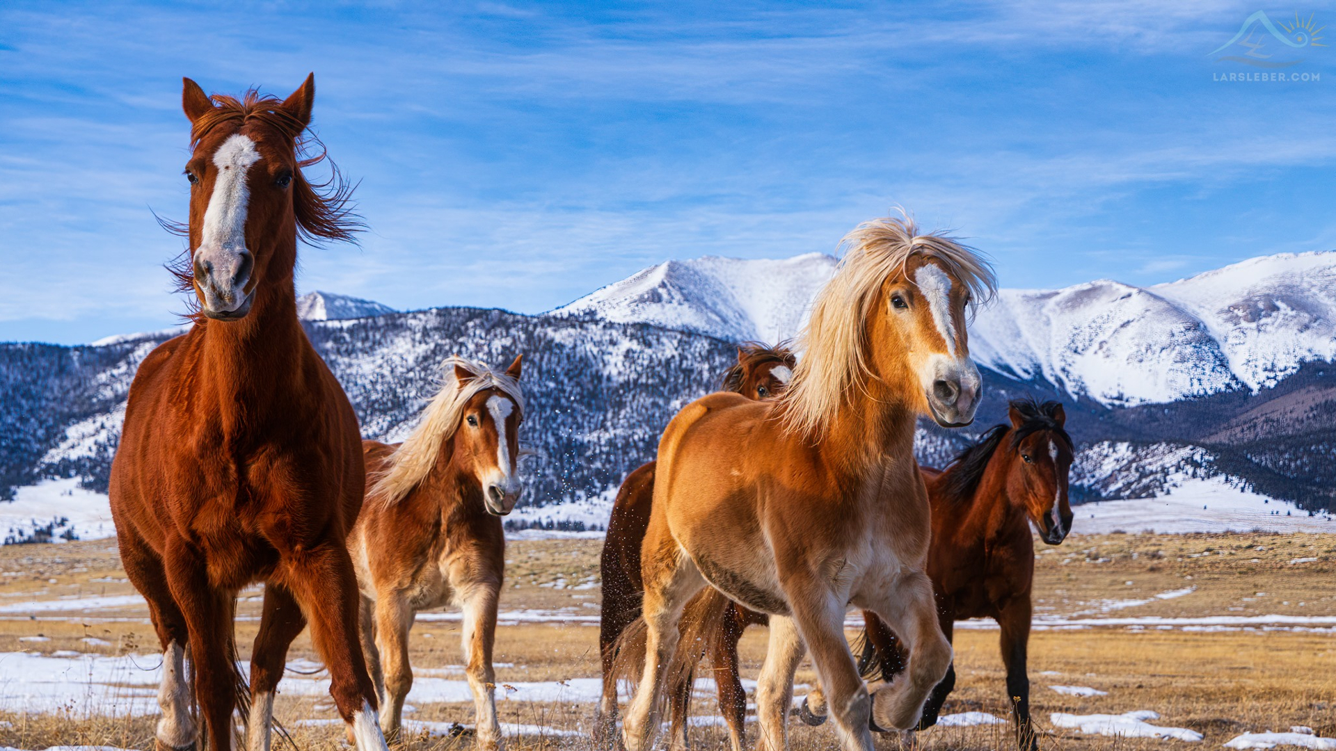 Horses running in Westcliffe Lars Leber Photography.jpg