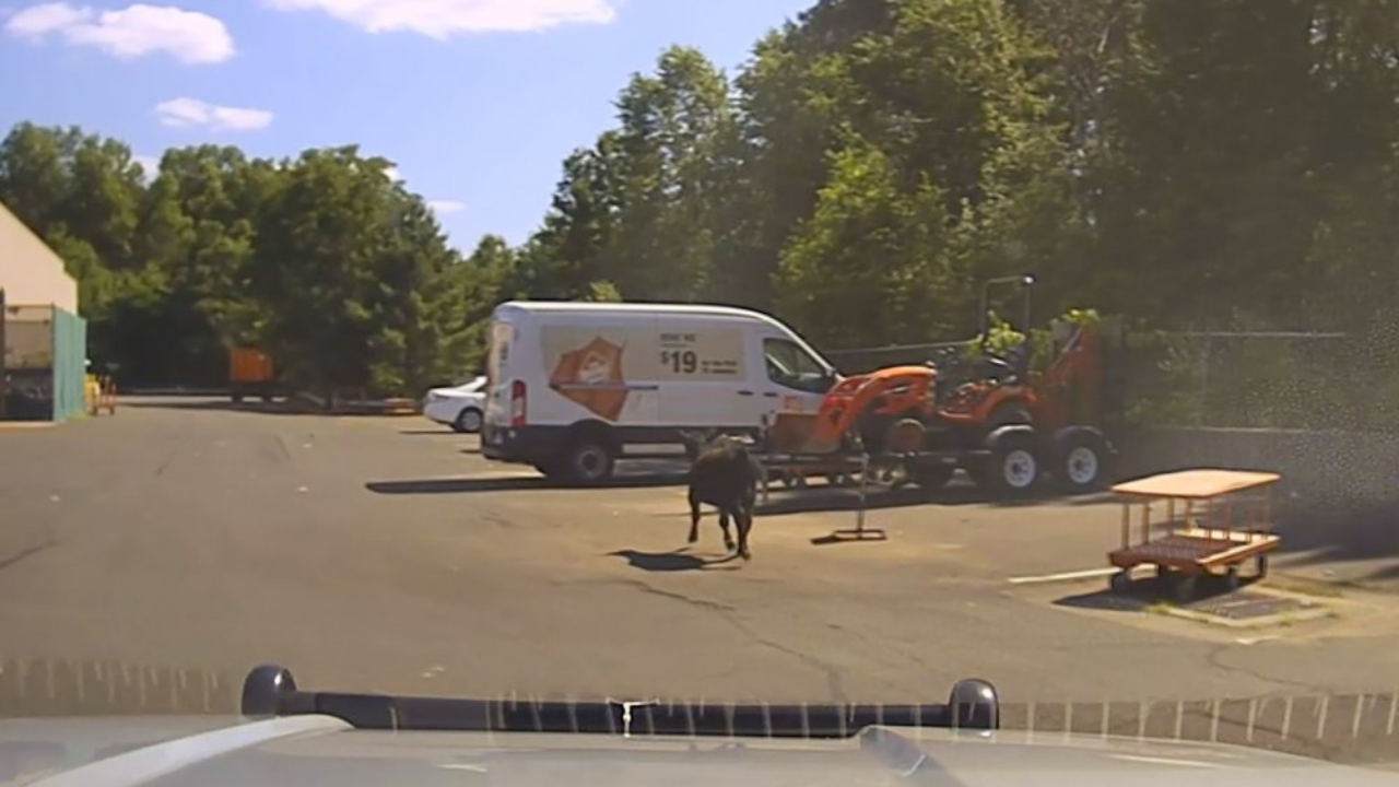 Escaped calf killed behind Home Depot sparks outrage