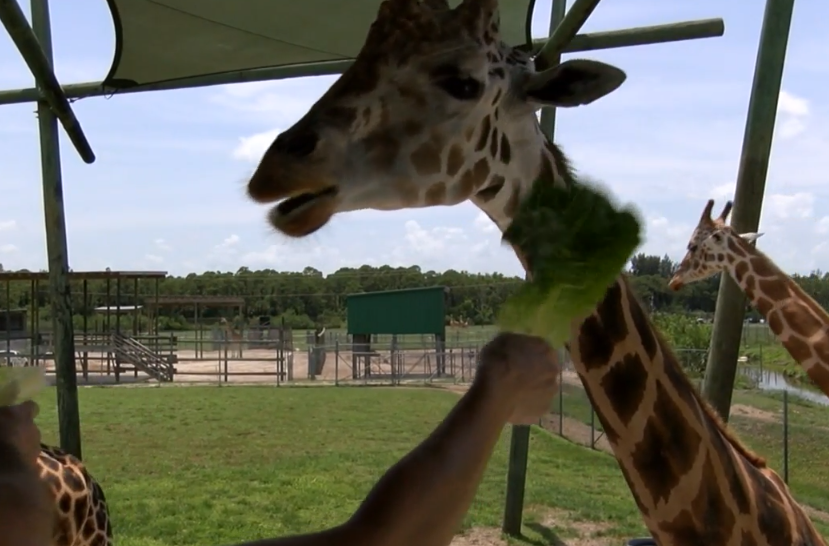 giraffes.PNG
