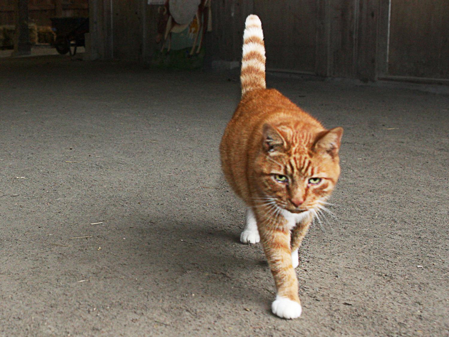 Cat walking in barn 