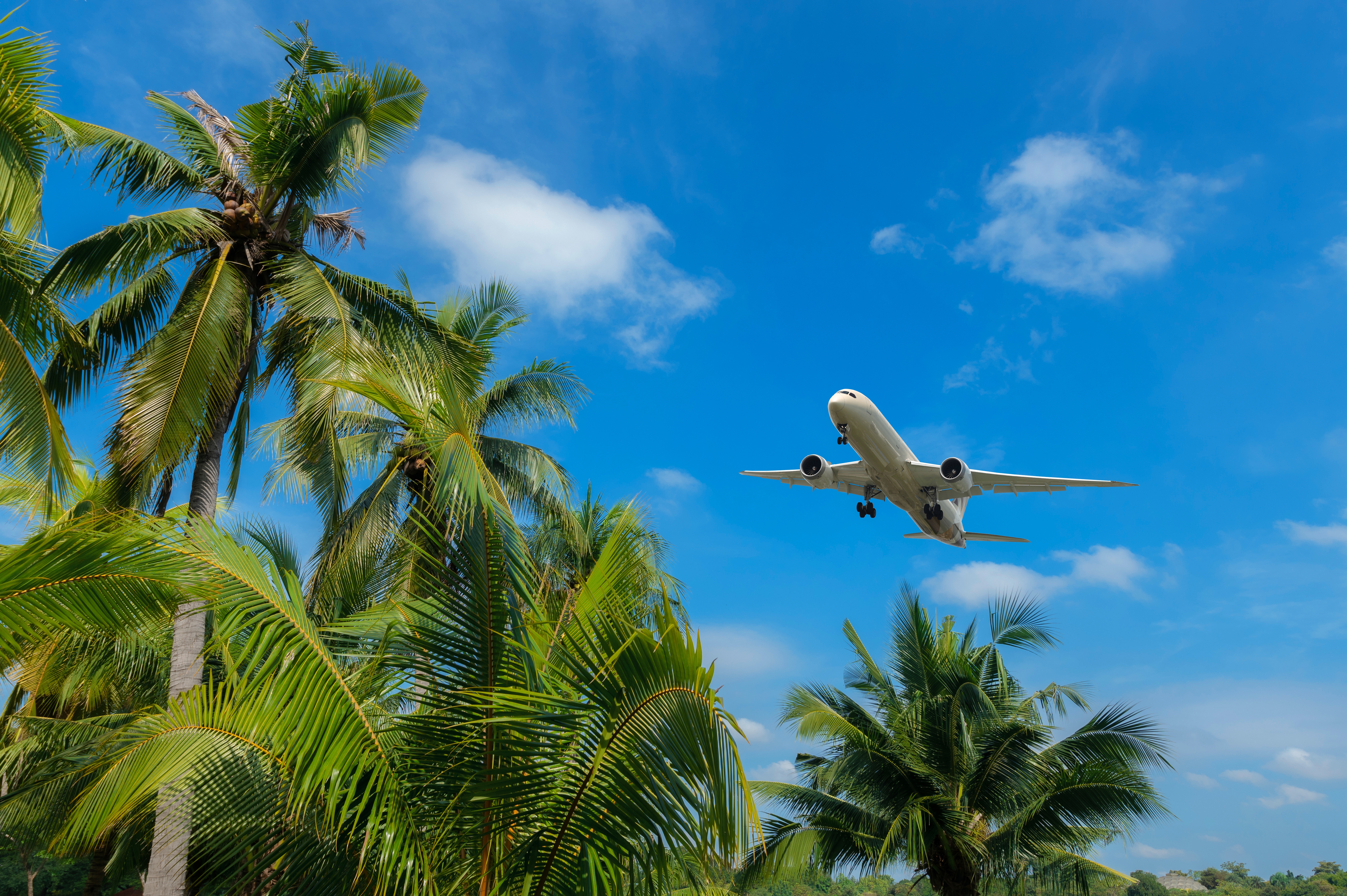 Airplane flies over tropical palm trees.