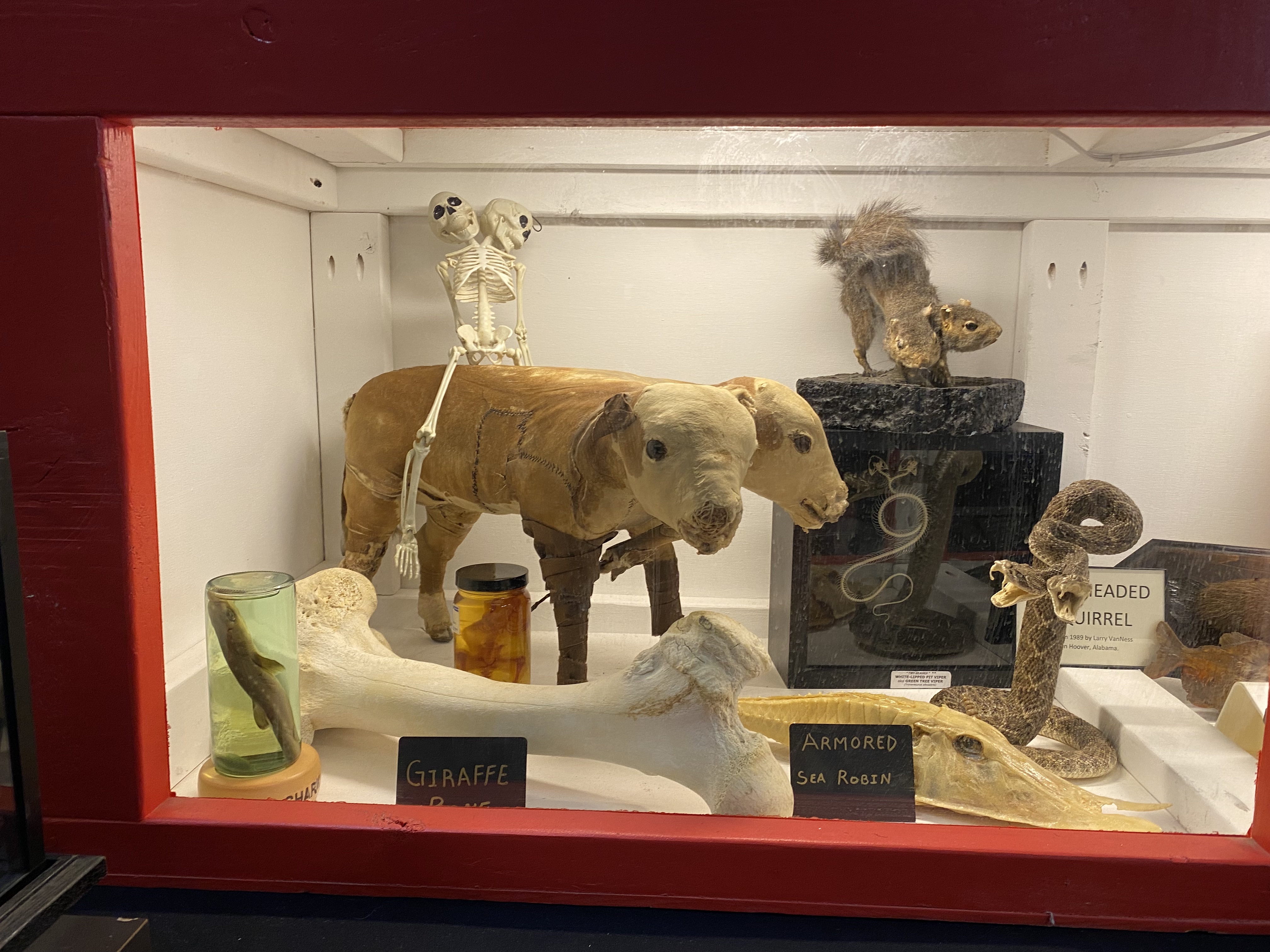 The two-headed calf.