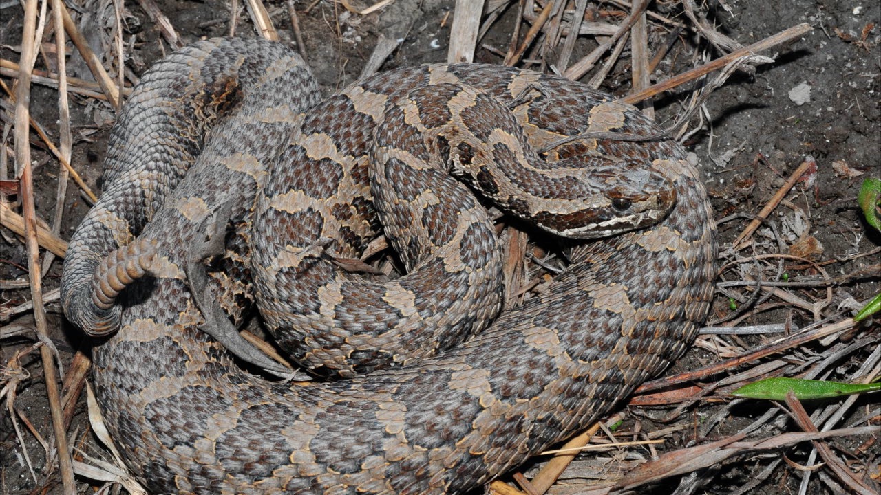 massasauga rattlesnake.jpg