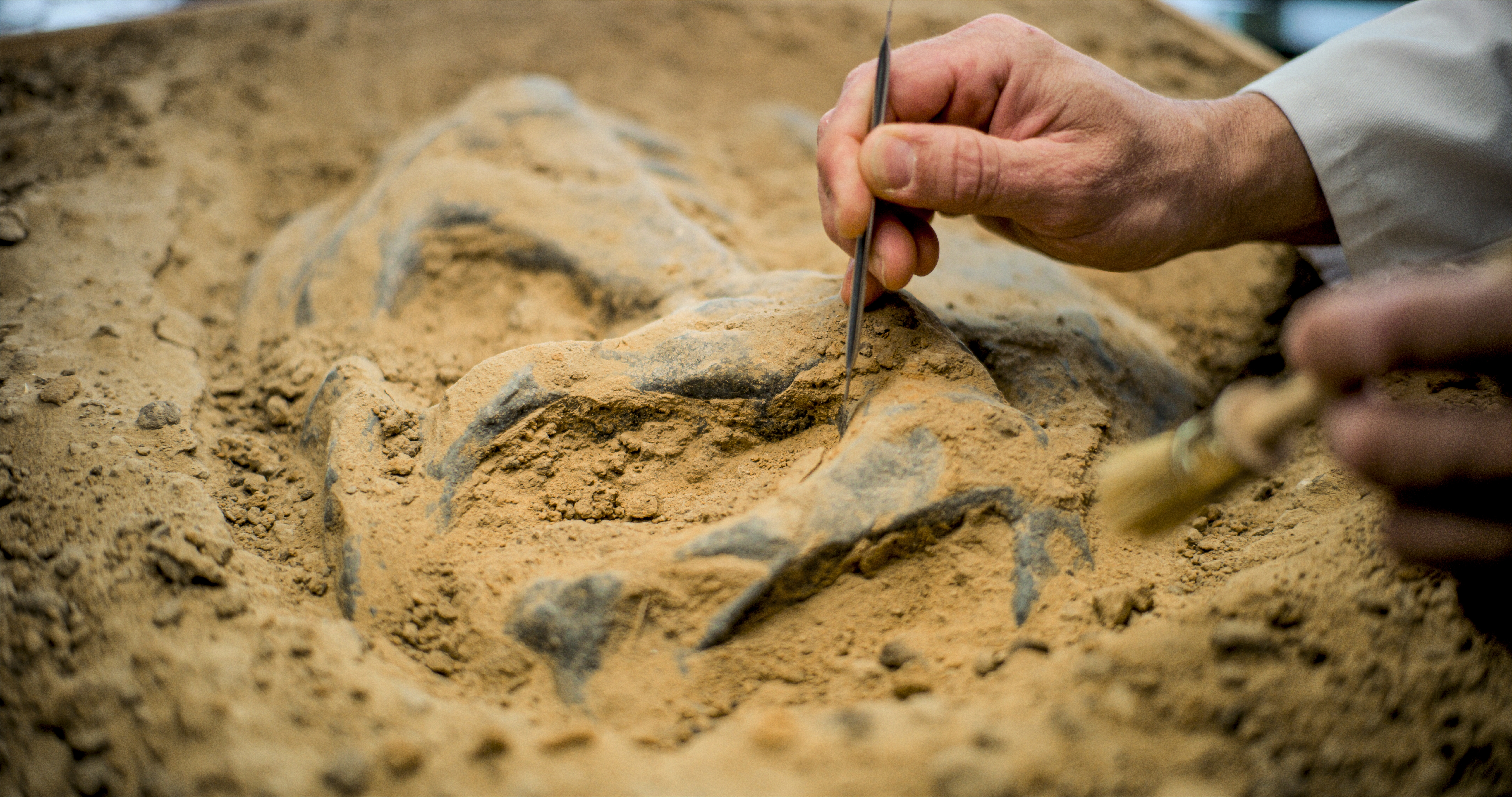 Close up shot of cleaning fossil remains.