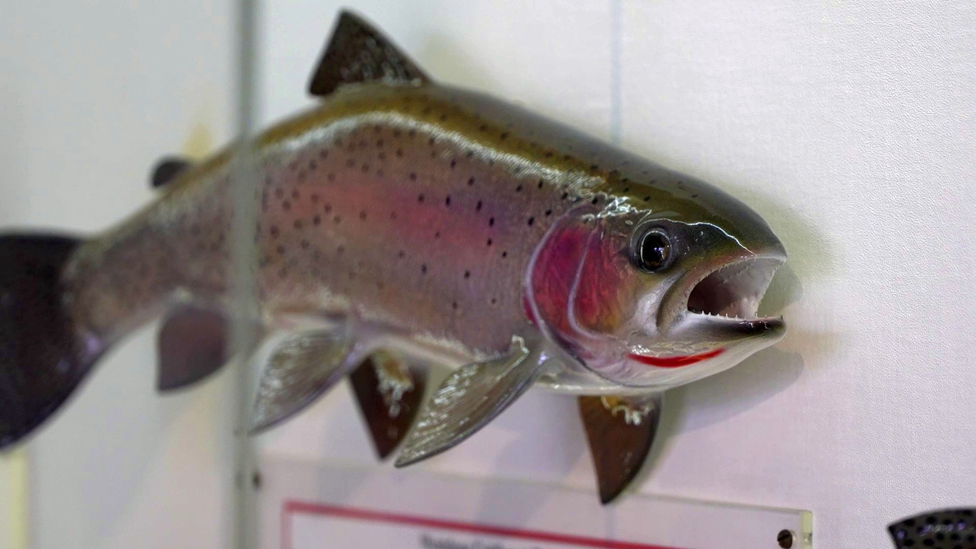 fishy.jpg