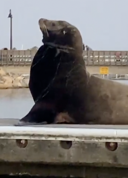 Sea lion spotted with fishing net around neck in Oceanside Harbor