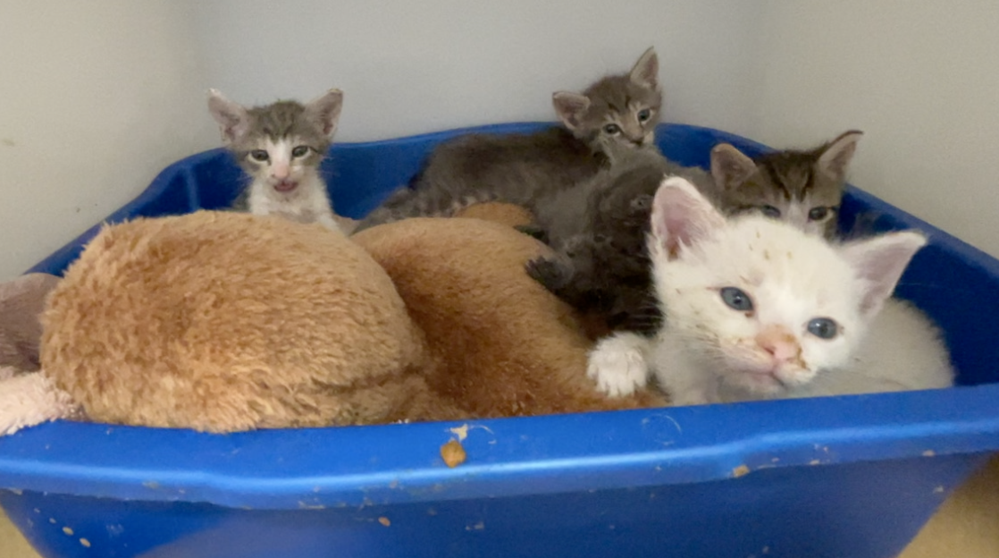 Cats rescued from hoarding conditions in Manatee County