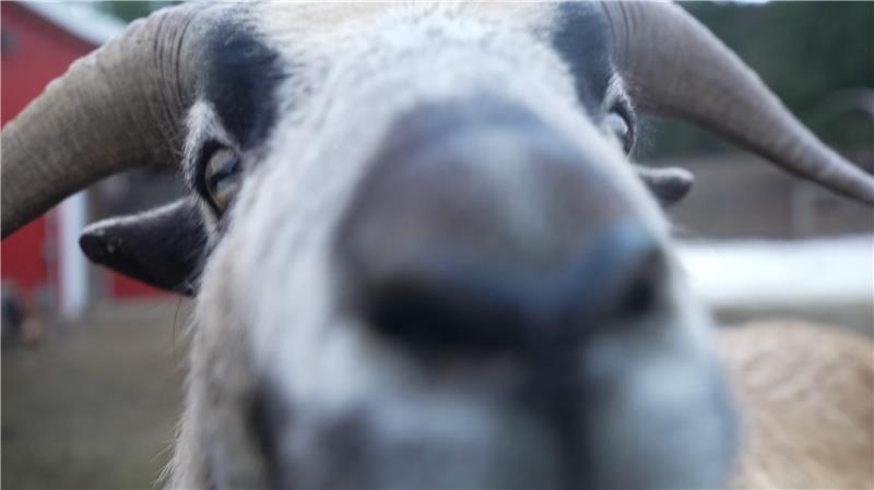 GoatScreenshot 2026-02-11 at 7.51.04 PM.png