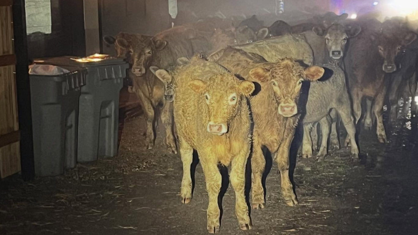 00000000 boise cows.png