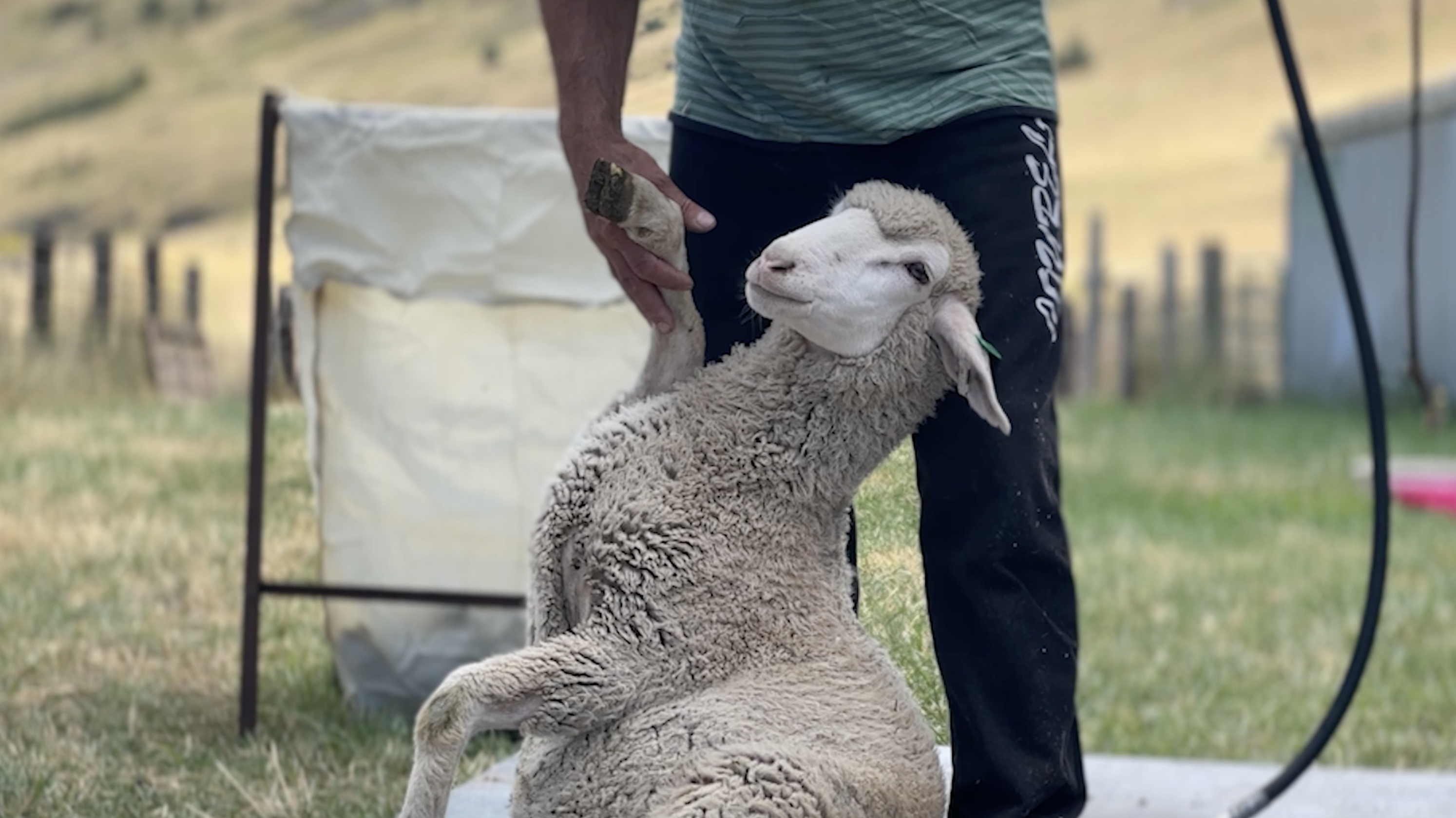 McKamey West Ranch Sheep
