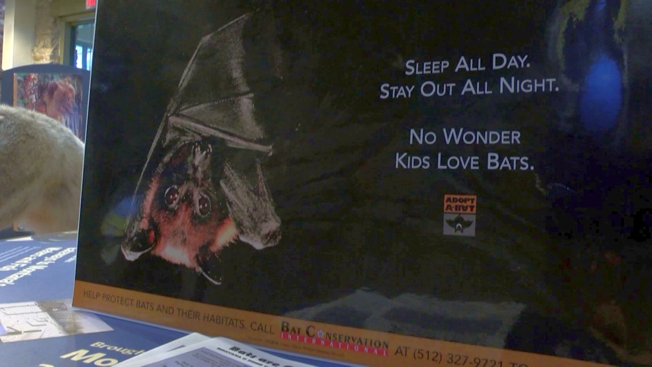 Learn About Bats