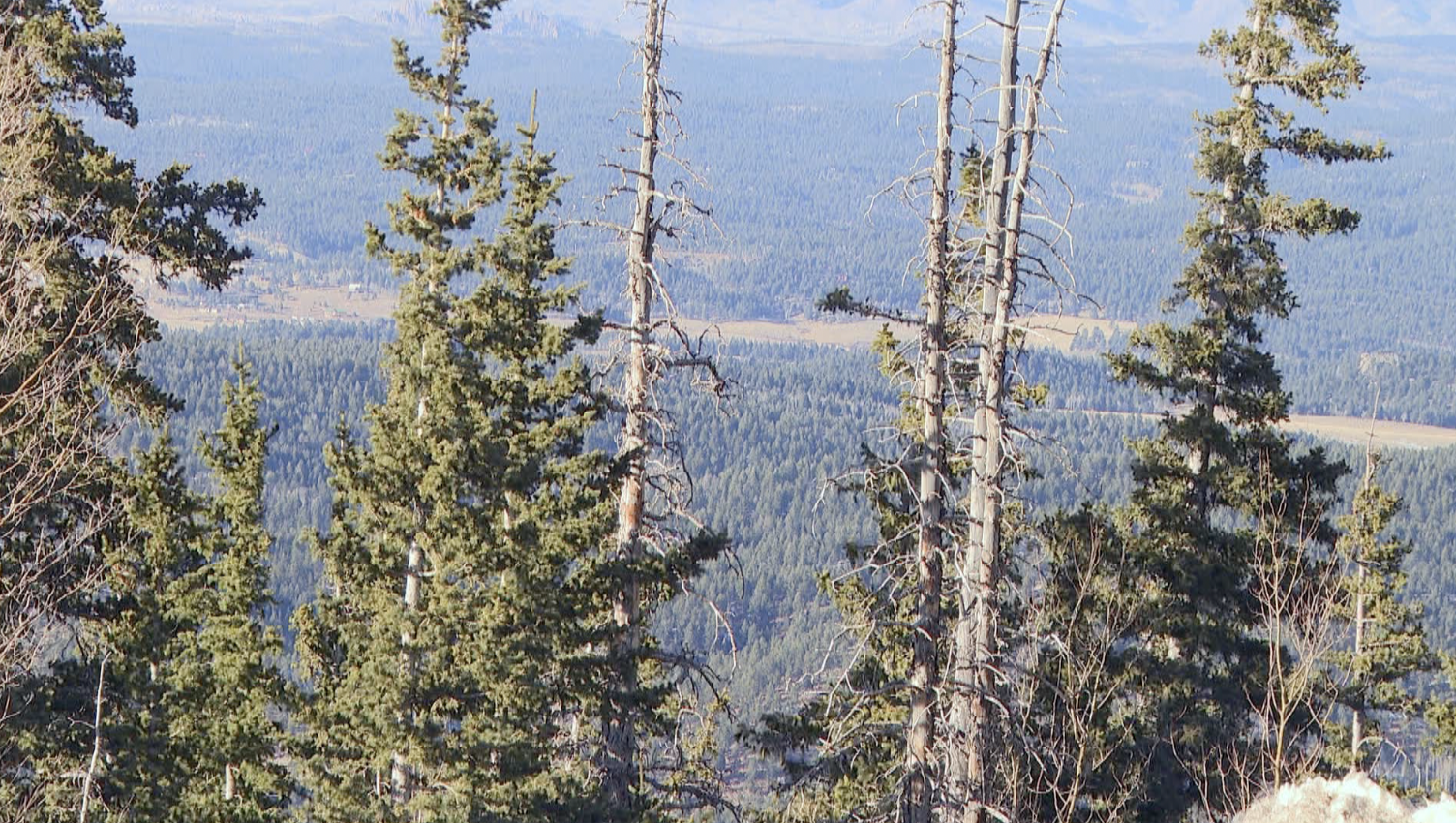 trees on pikes peak