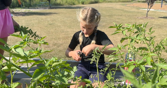 Countryside Elementary Garden Summer Days