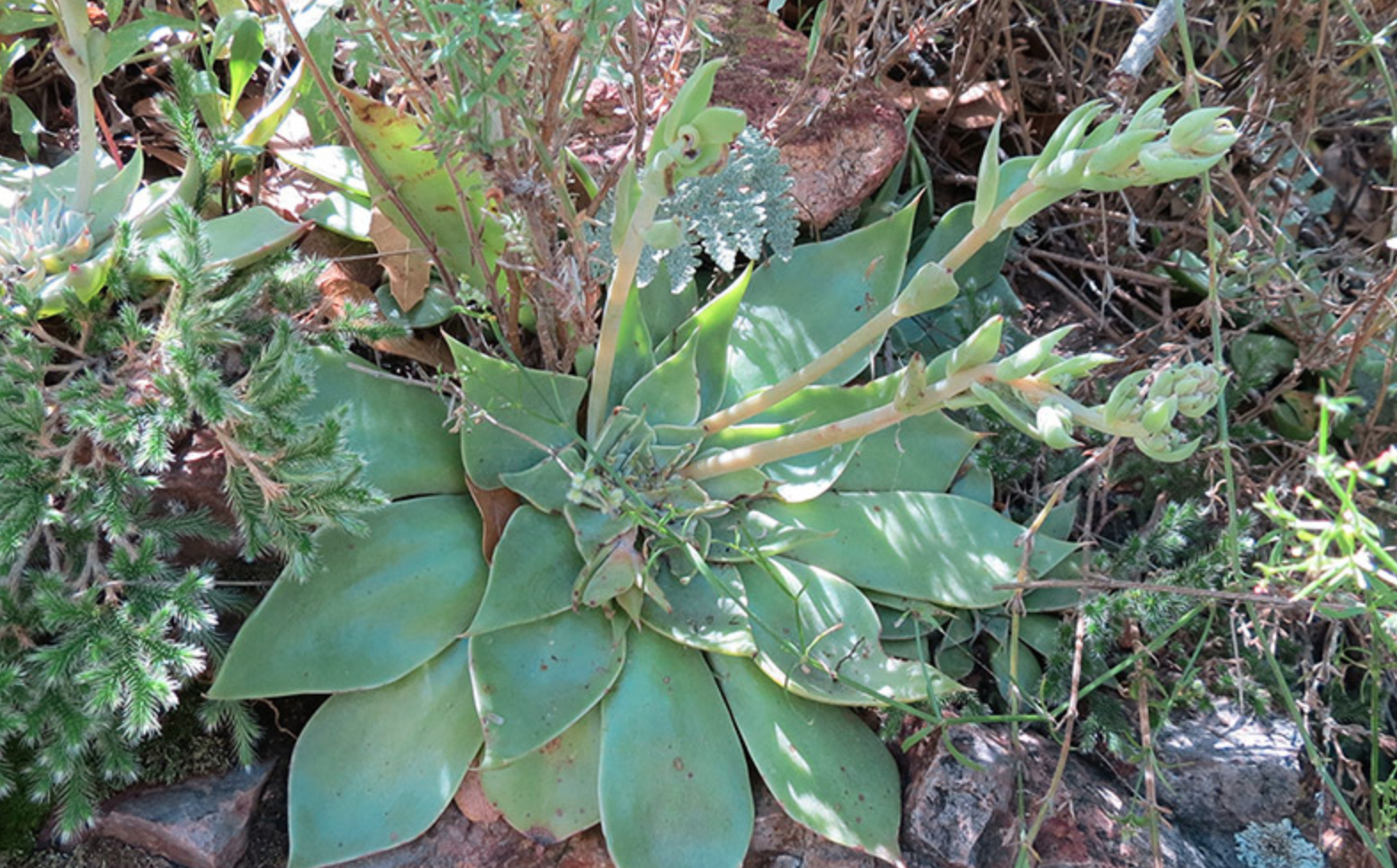 Sky island succulent