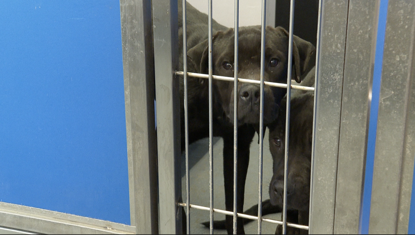 City of Tallahassee Animal Service Center completes $3.8 million renovation after year-long project