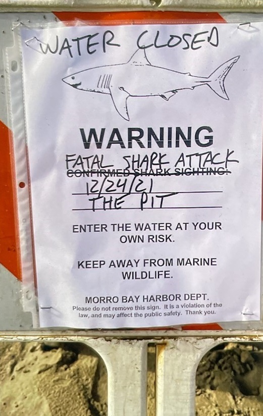 shark attack mb.jpg