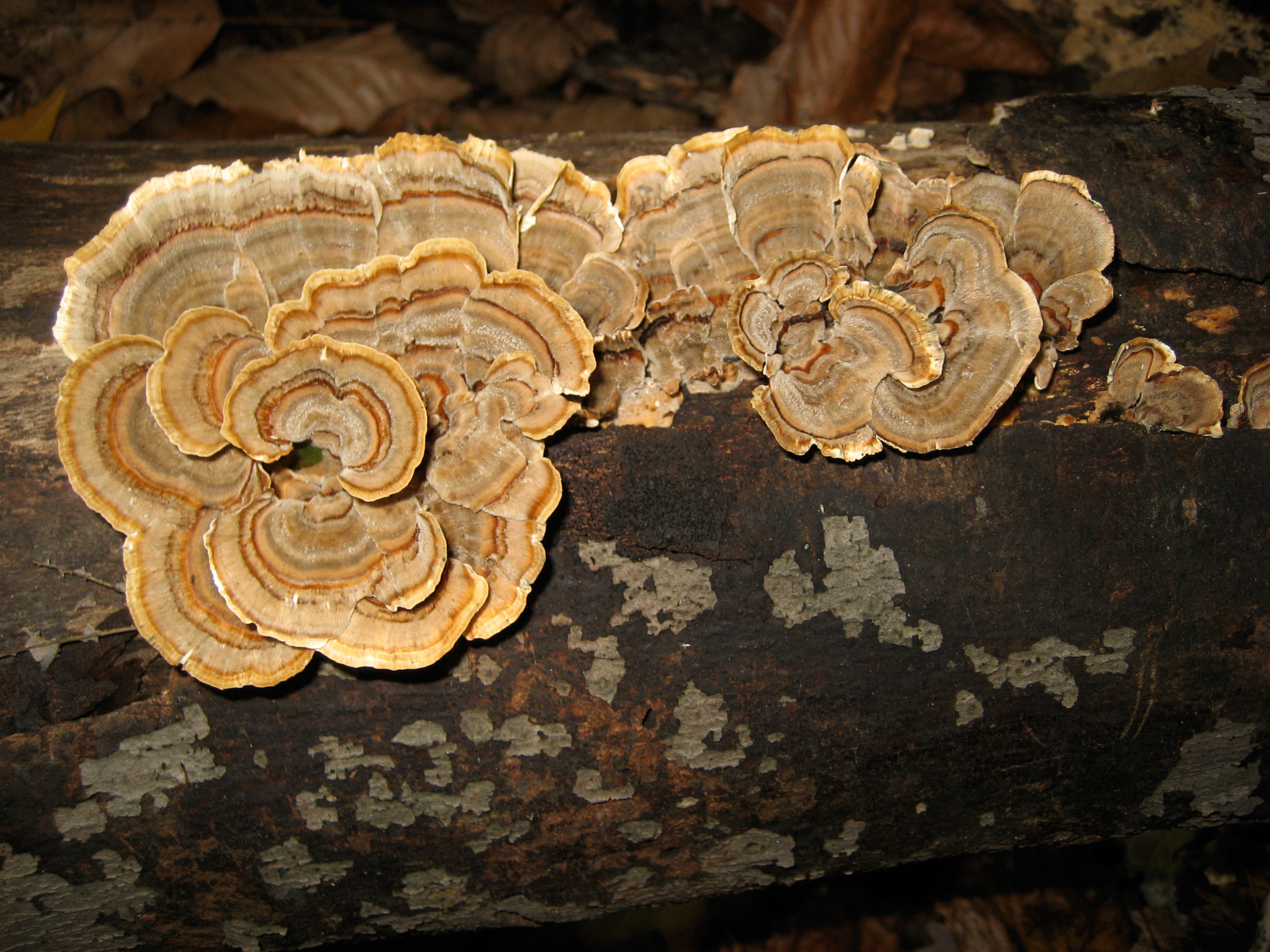 Turkey Tail on Forest Log 11-2008.jpg
