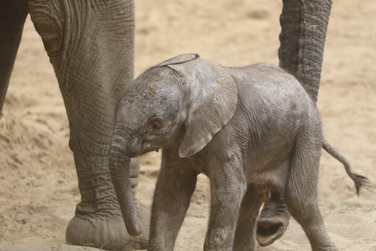 Claire's Male Calf 013122.jpg
