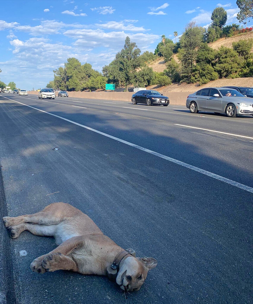Mountain Lion Killed