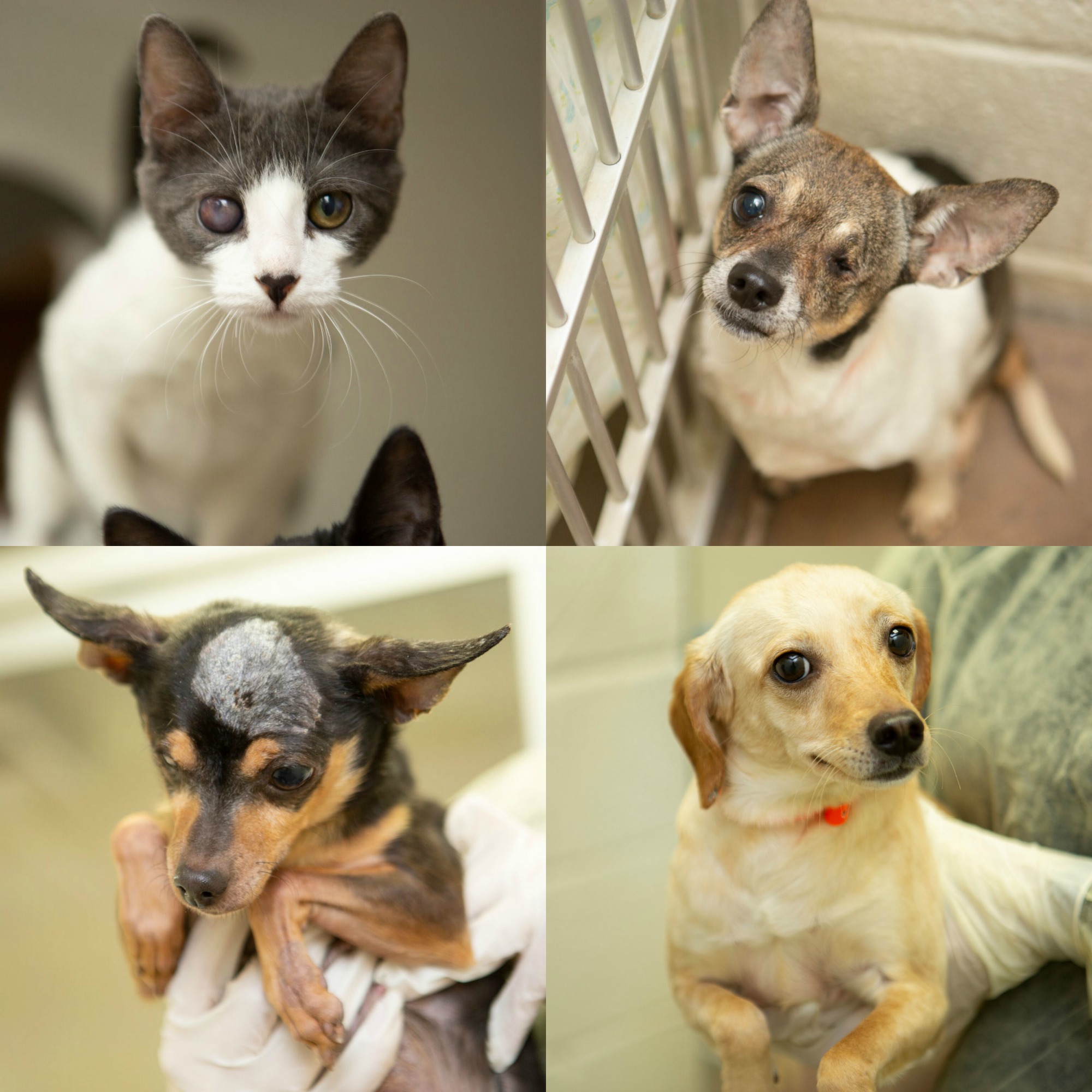 KNXV Mesa Animals Rescued Recovering.jpg