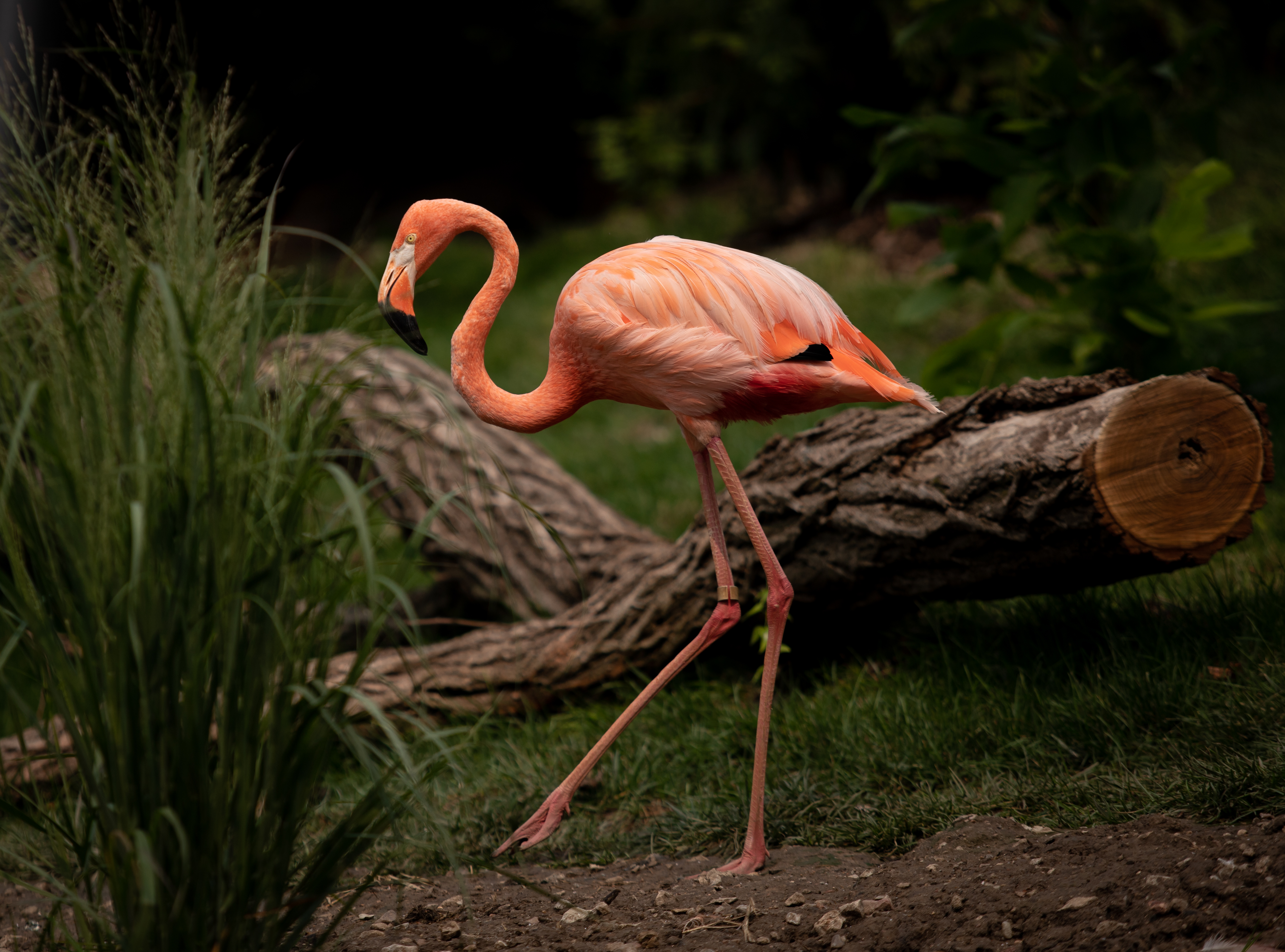 Omaha Zoo Aviary