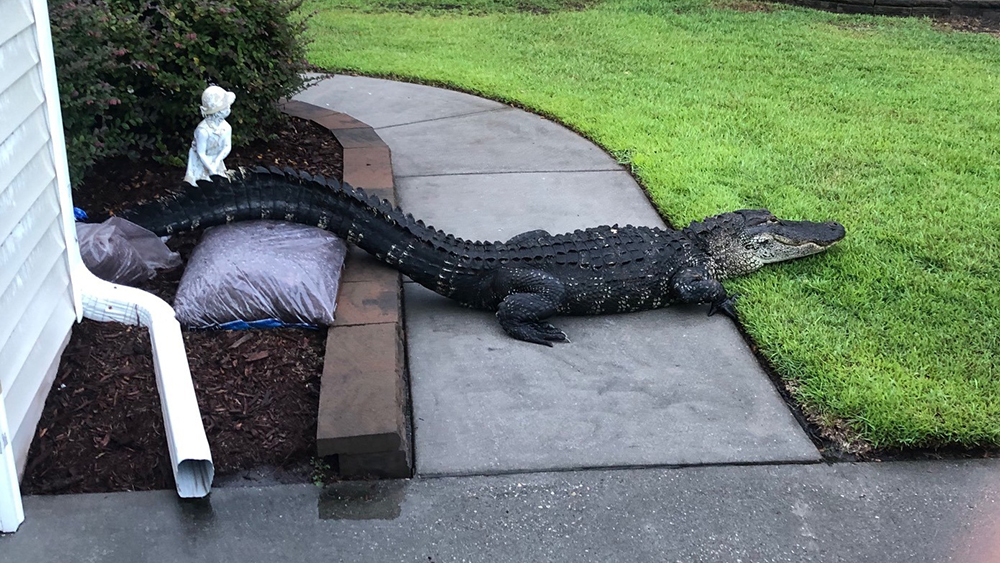 WPTV-GATOR-SIDEWALK.jpg
