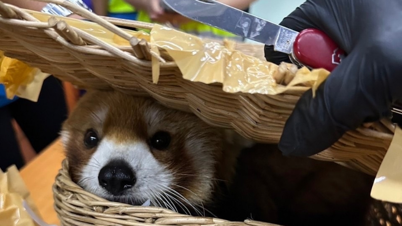 Red panda found in airport luggage.