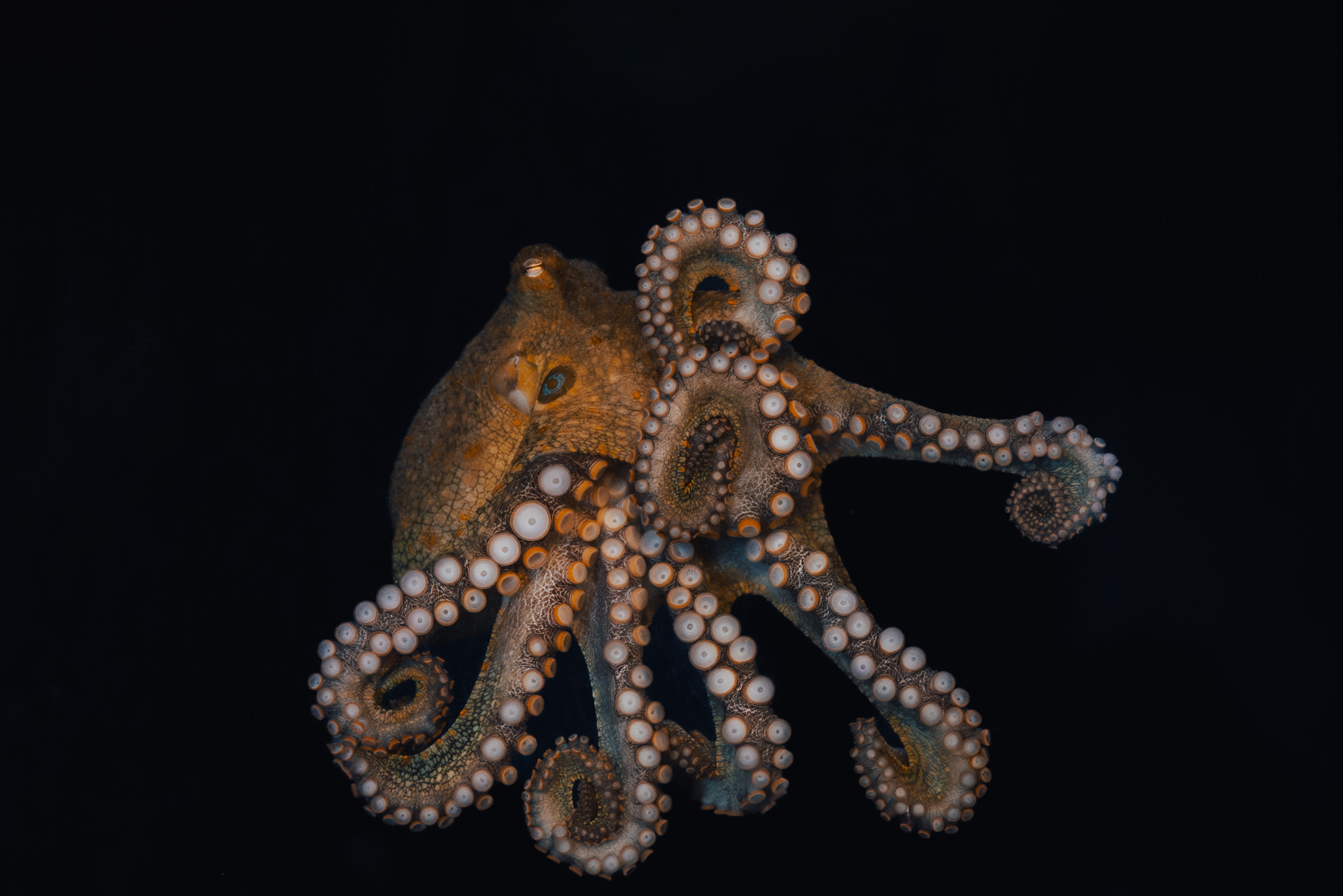 SeaWorld octopus pic 1.jpg