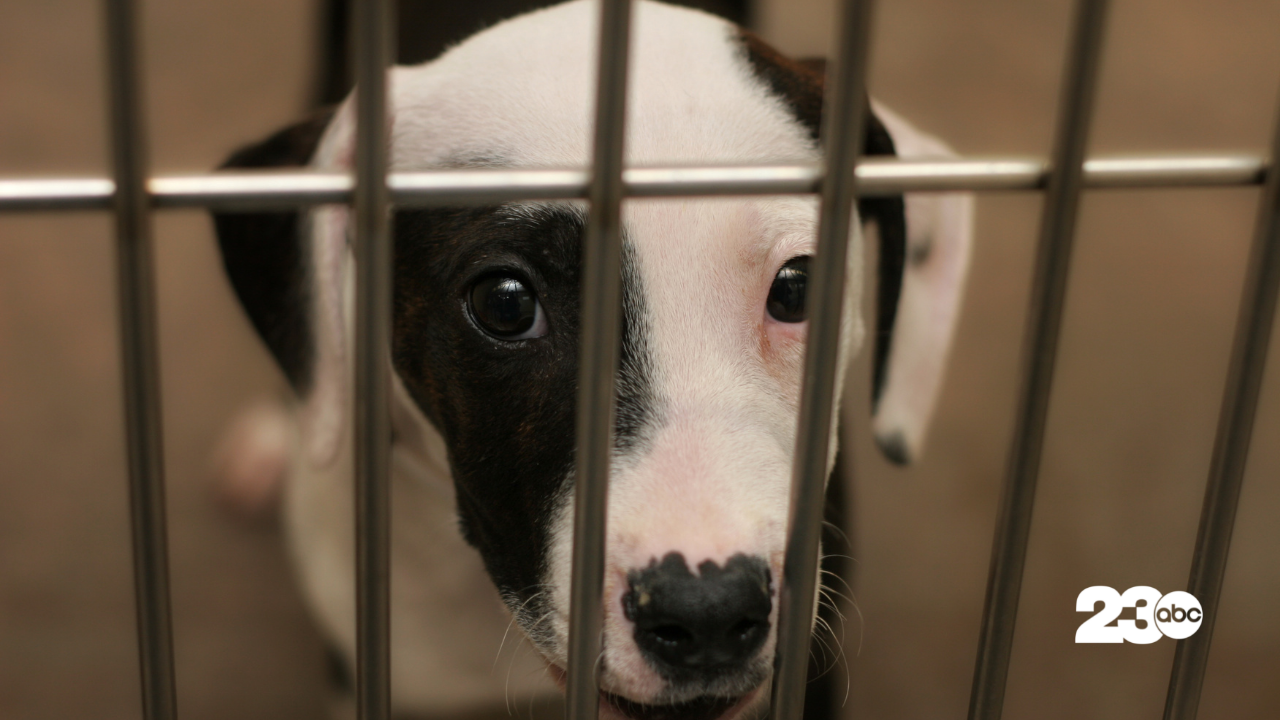 Large dog in shelter (FILE)