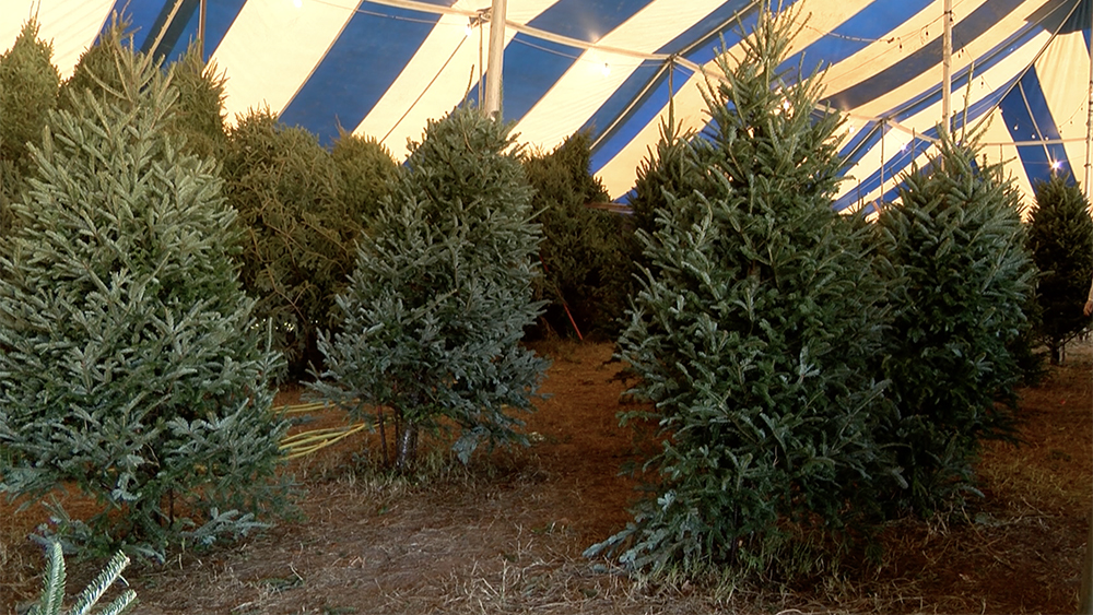 WPTV-JUNO-BEACH-CHRISTMAS-TREES.jpg