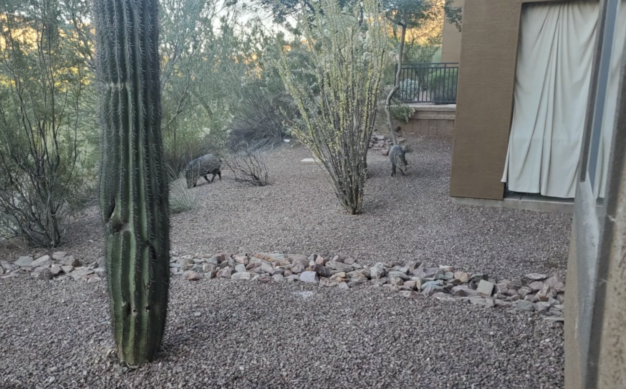 North Phoenix javelinas.png