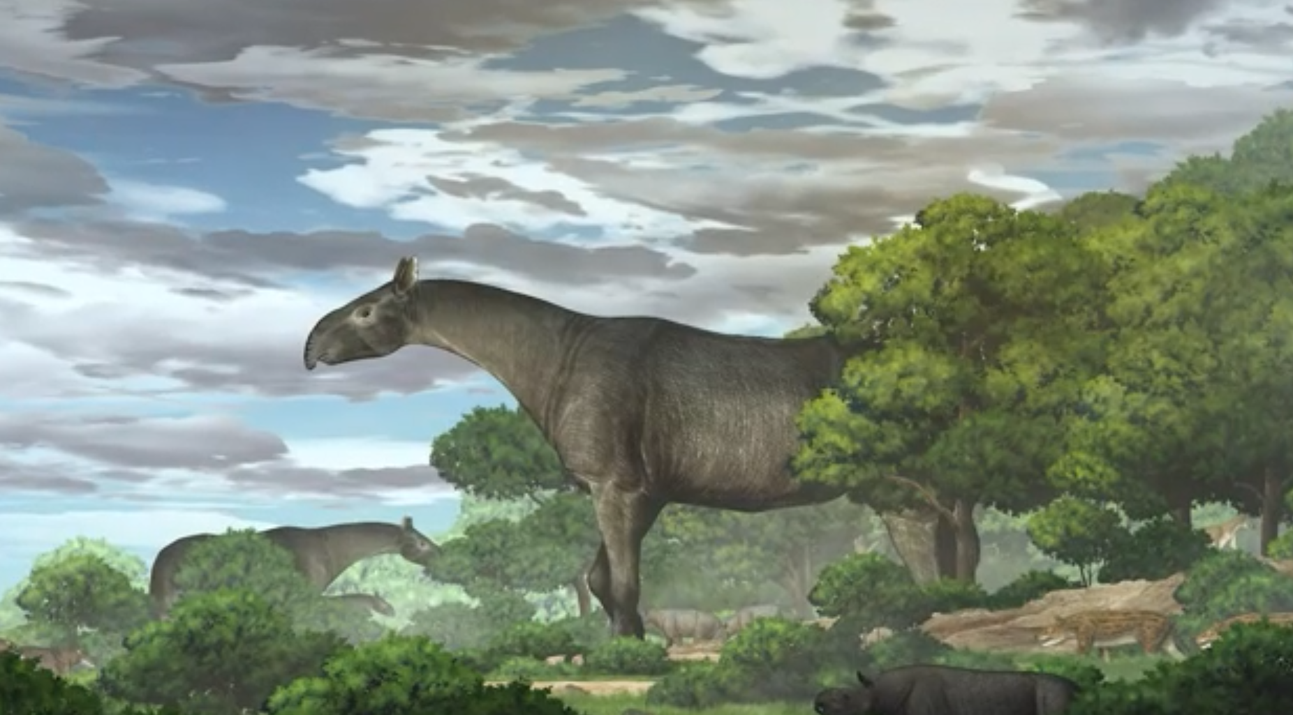Rhino.png