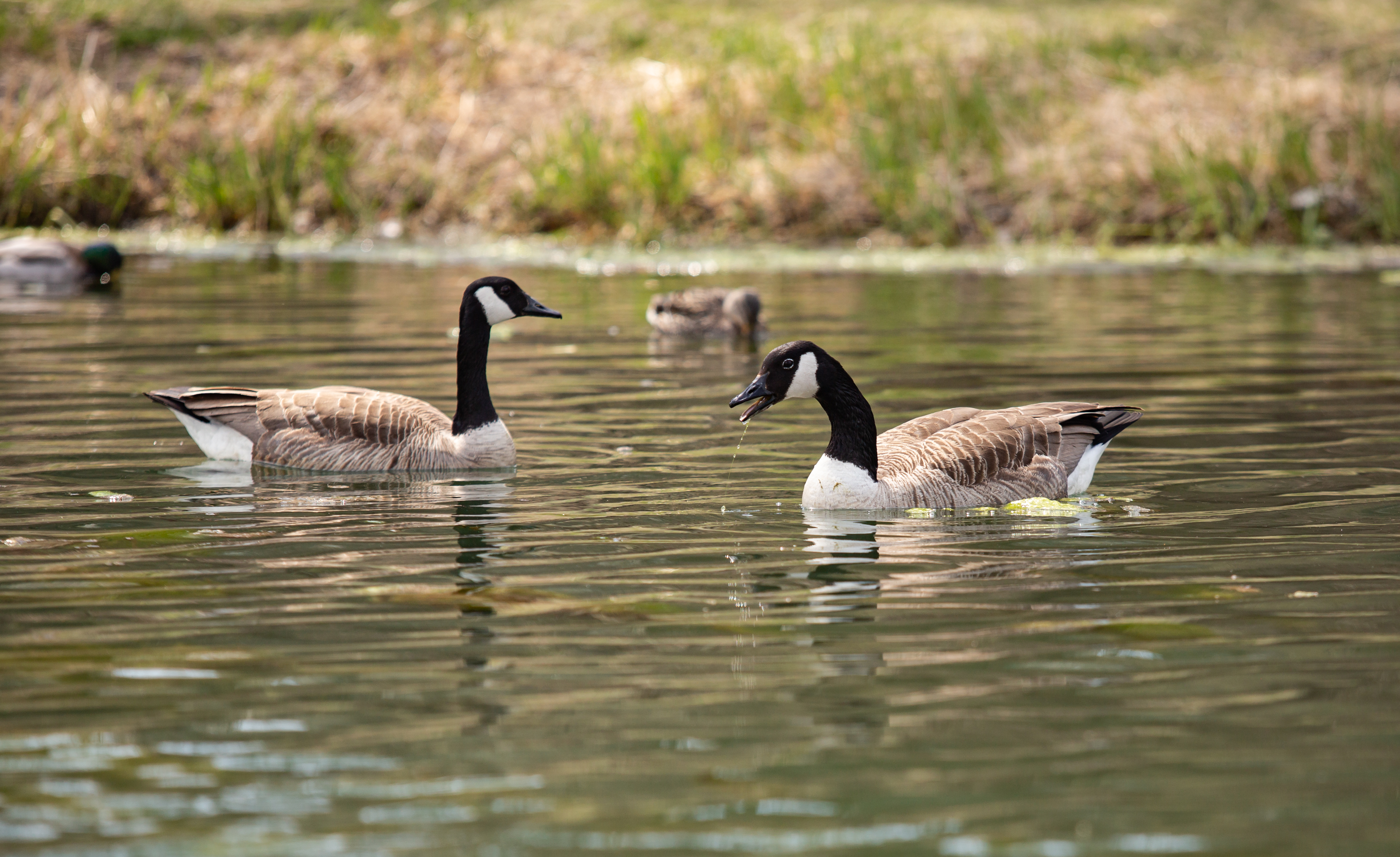 Canada Goose