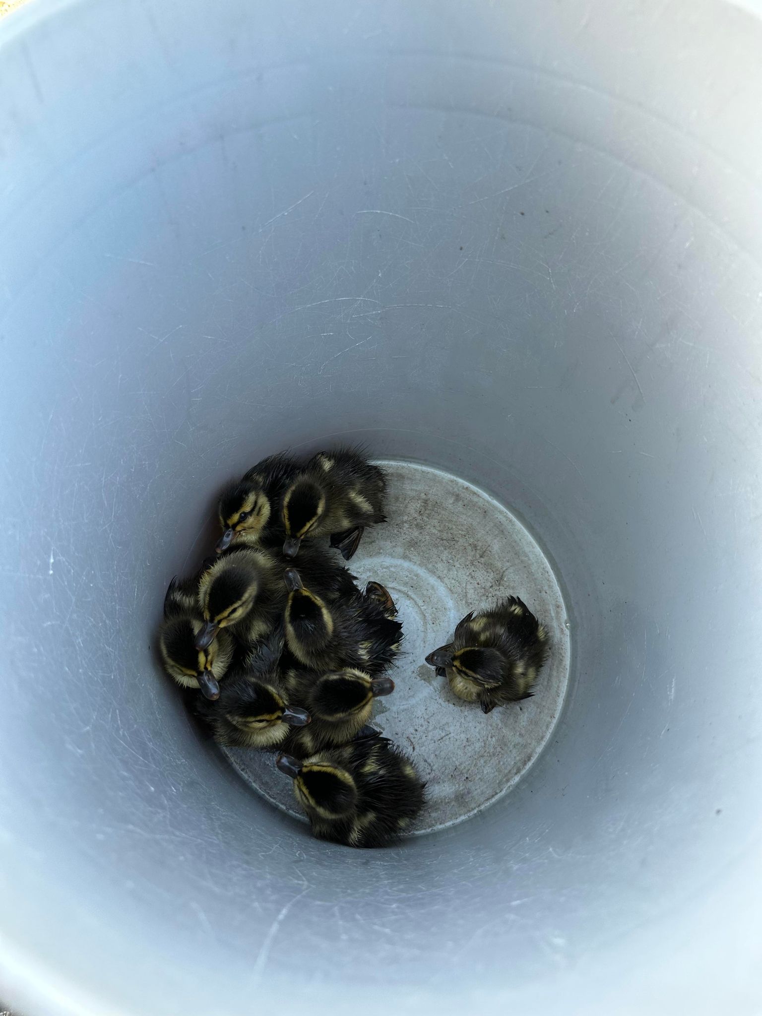 Ducklings rescued