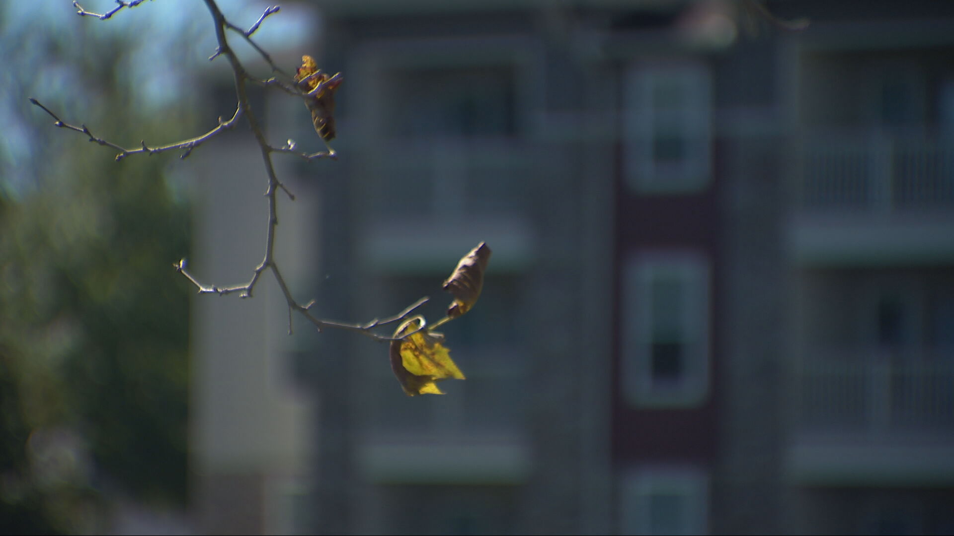 Rutherford County Property Taxes